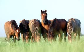 an image of a small herd of horses grazing with one horse looking up to observe if there is any danger