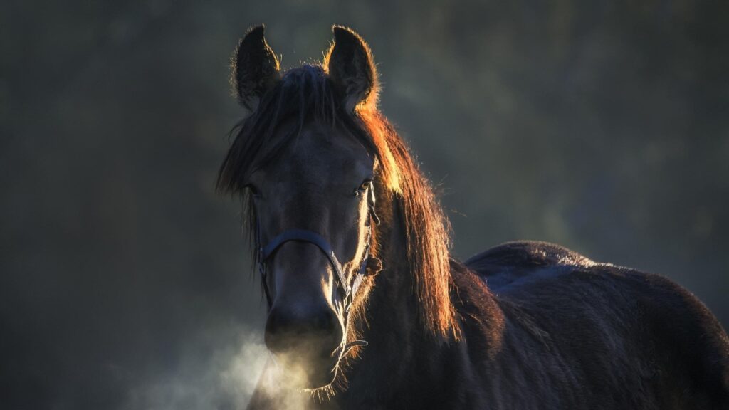A calm horse standing in soft light, breath visible in the cool air.