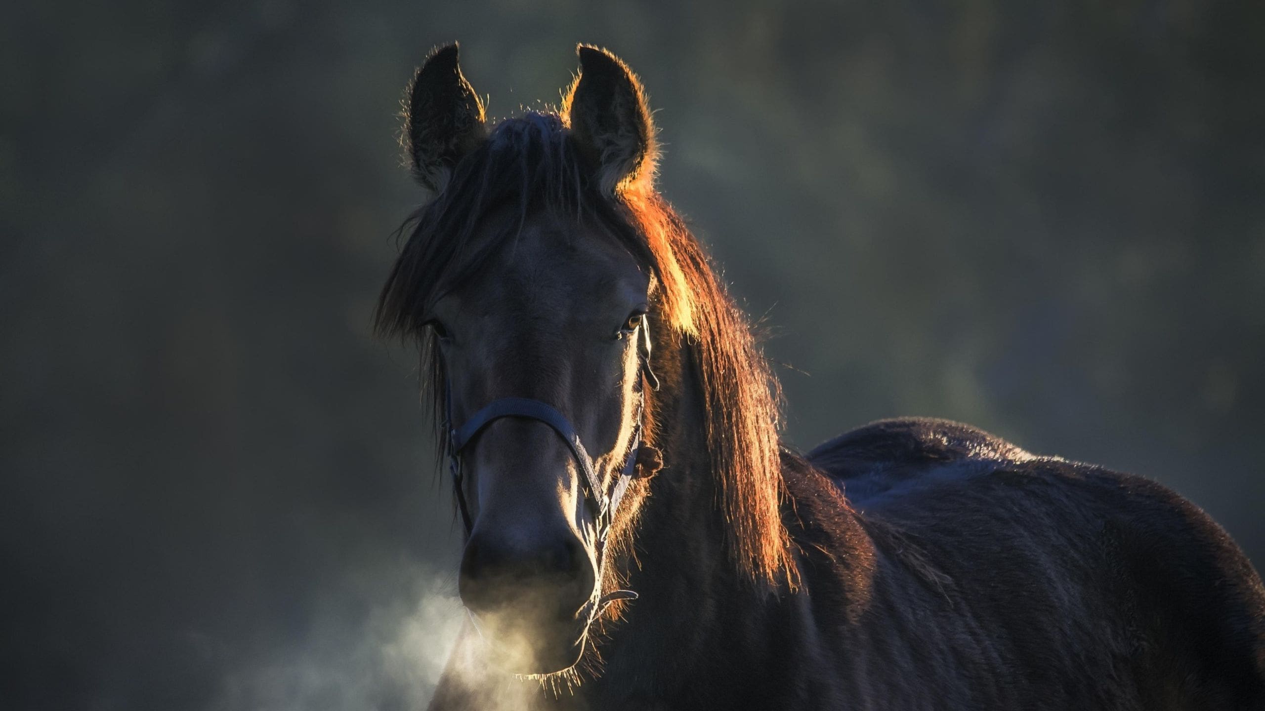 A calm horse standing in soft light, breath visible in the cool air.