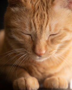 image of a calm cat with eyes closed