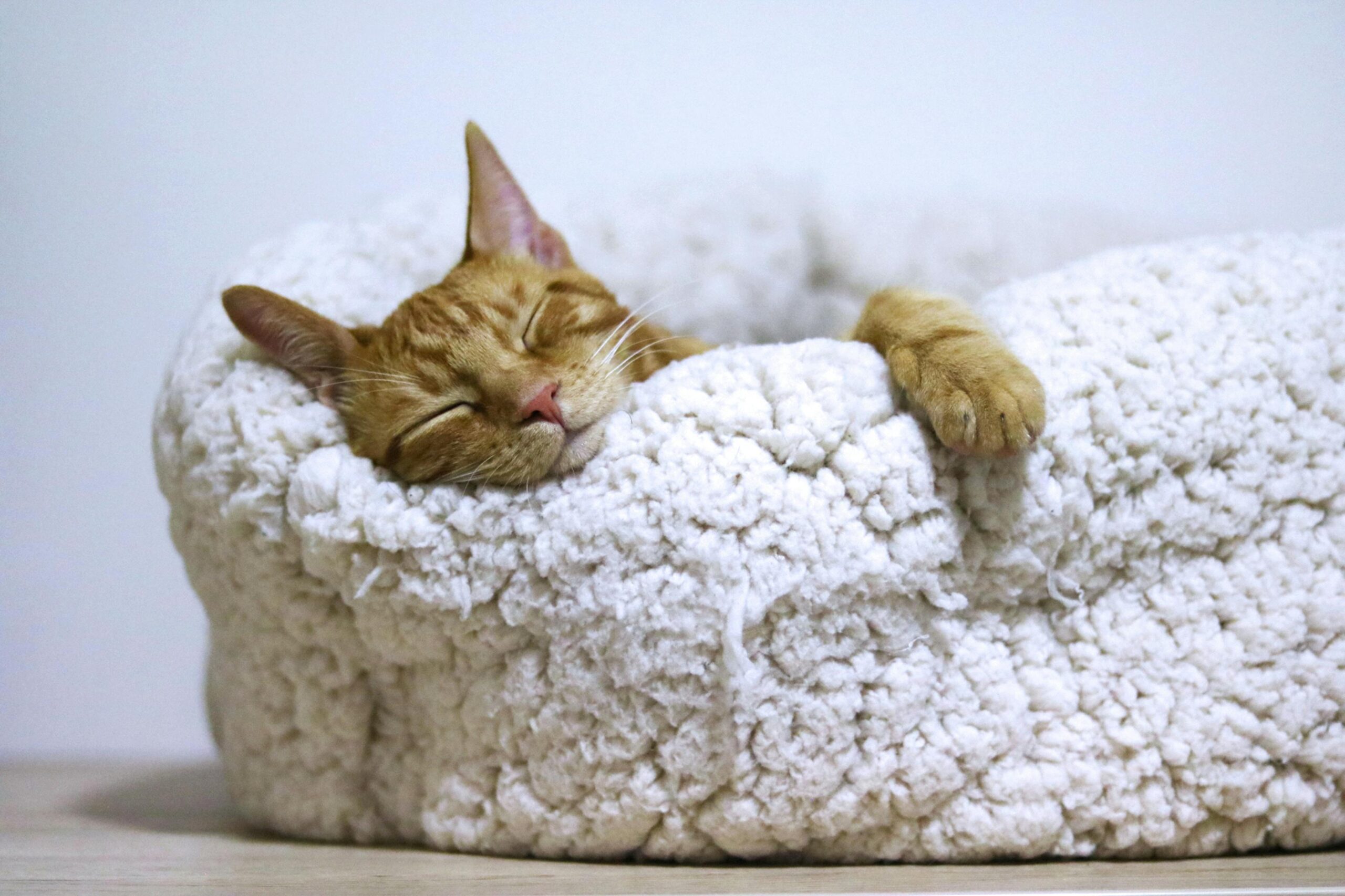 Ginger cat sleeping in sheepskin bed