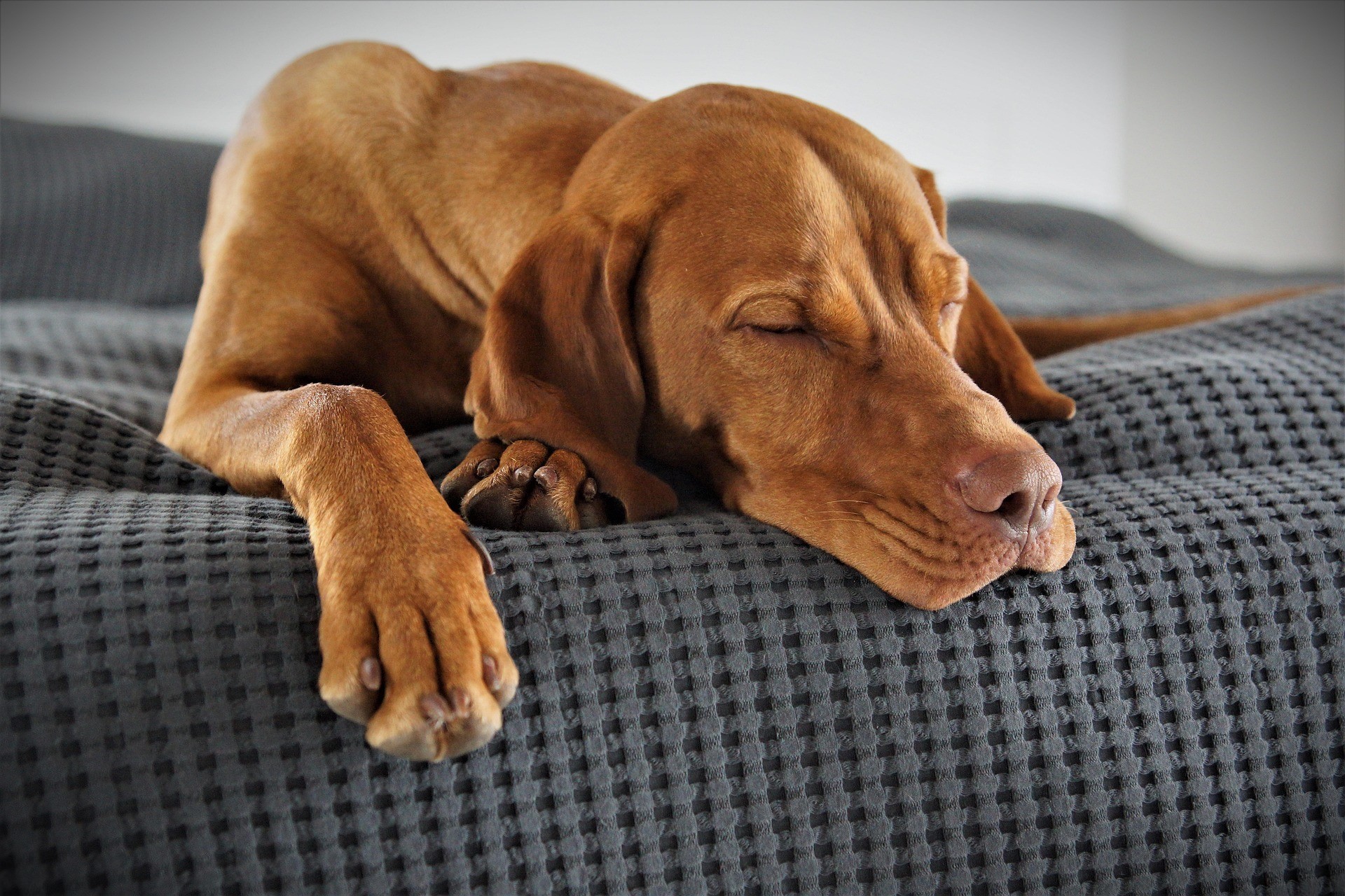 Slide 5 b dog resting on bed-5173354_1920