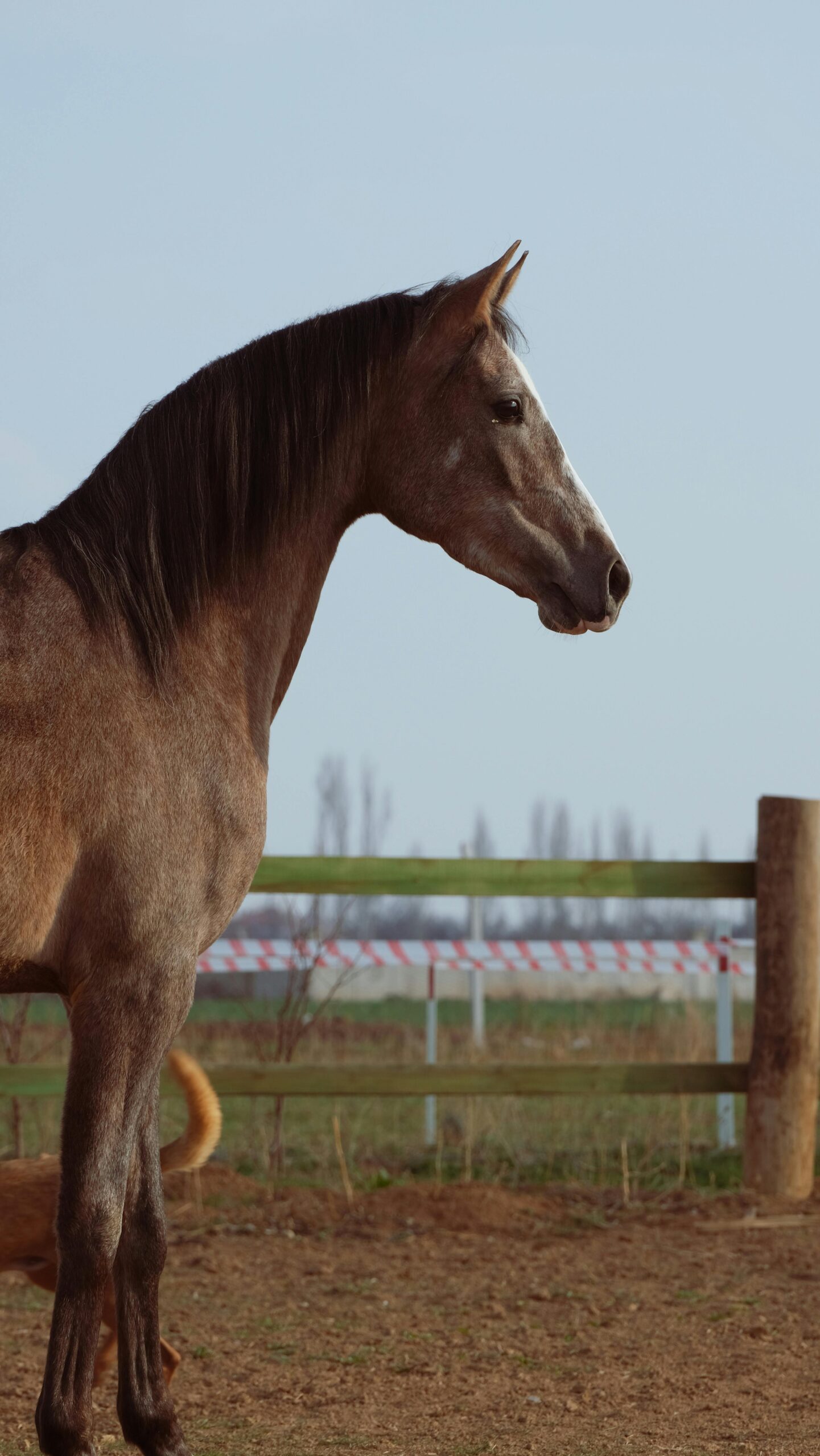 horse attentive looking -pexels-necatiomerk-20555957