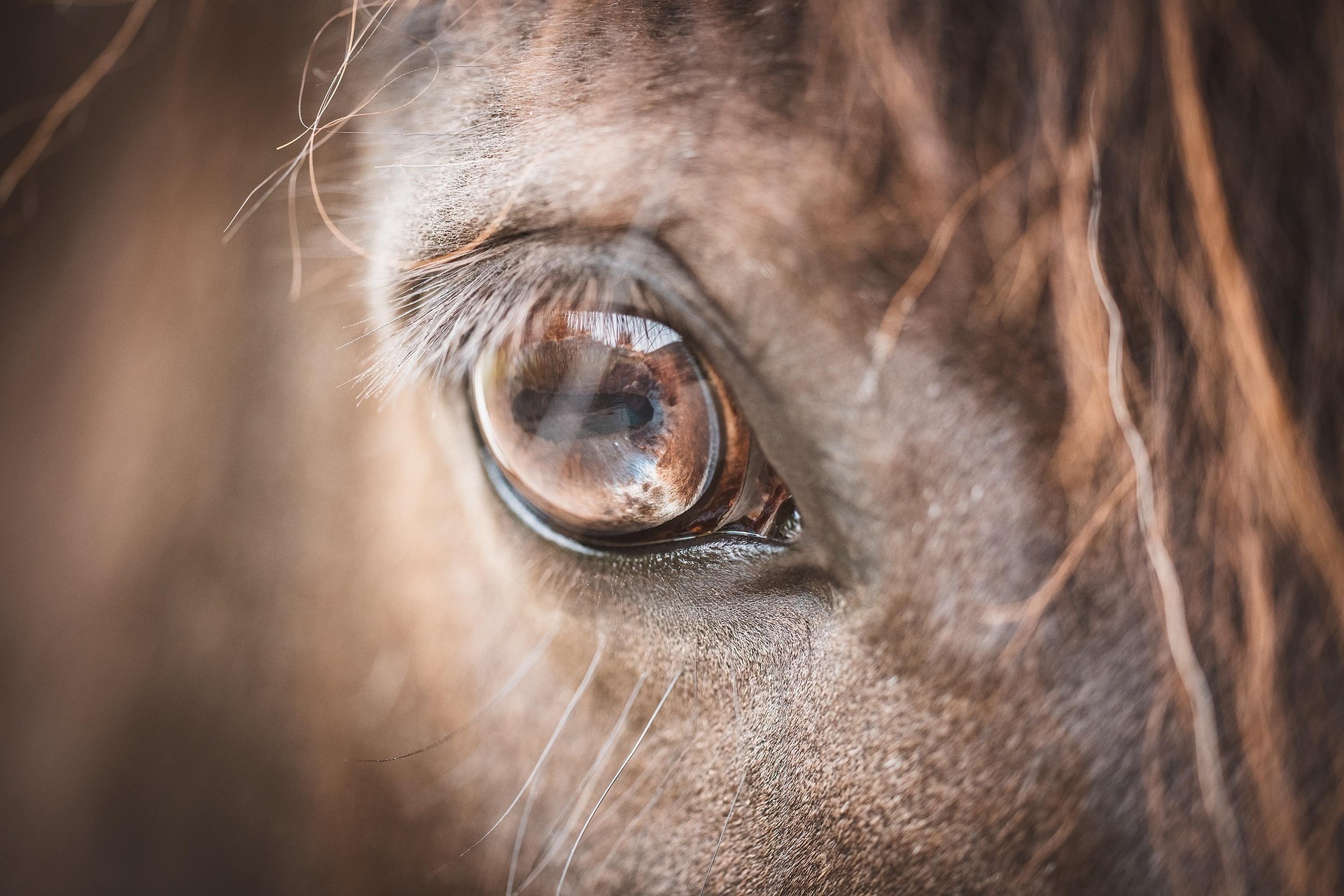 pezibear-eye-6315225_1920