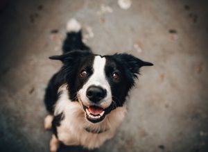 DOG BORDER COLLIE LOOKING UP AT HUMAN pexels-helenalopes-1938126
