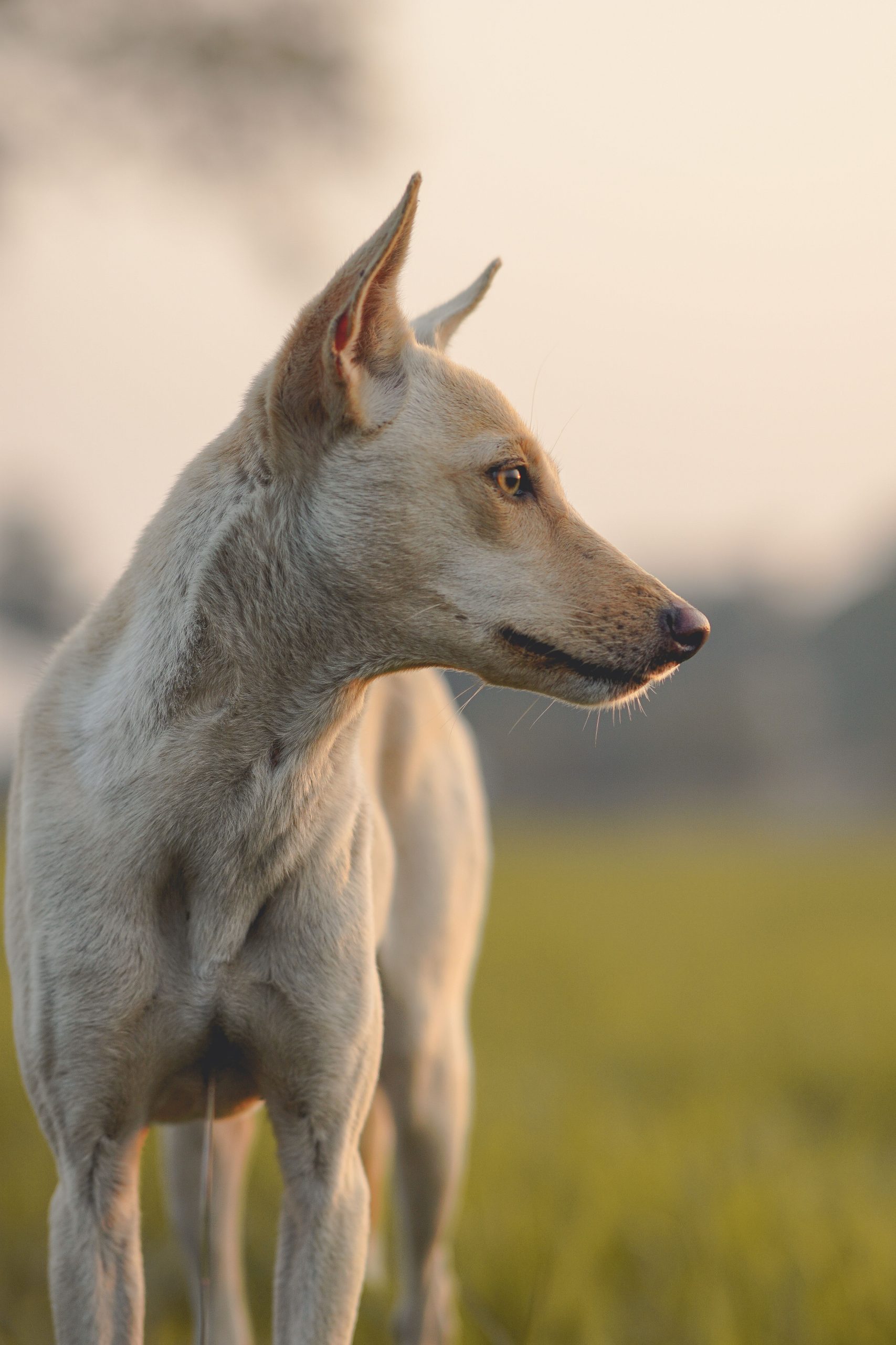 Image of a tan coloured dog on alert