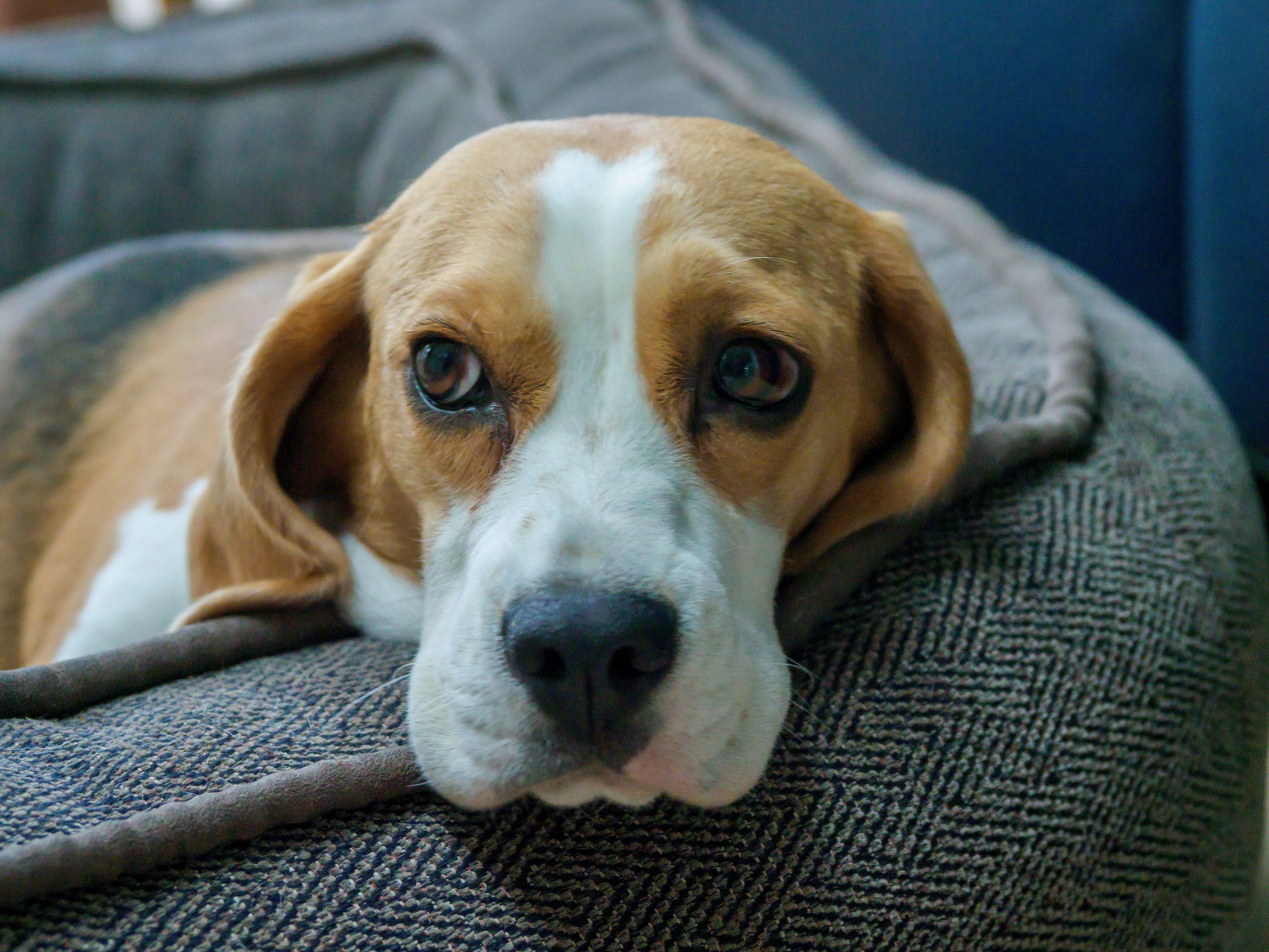 S3 DOG LYING AWAKE pexels-brettjordan-5109227